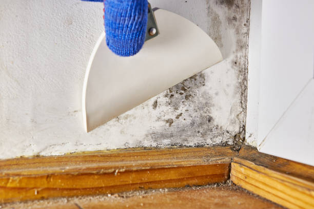 Best Mold Damage Restoration  in Baltimore Highlands, MD